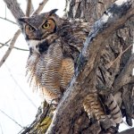 Twin Owls-109.jpg