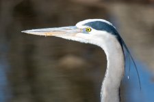 Twin Heron-100.jpg