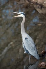 Twin Heron-101.jpg