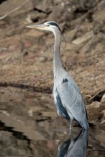 Twin Heron-102.jpg
