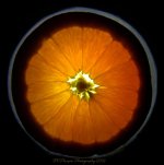 Orange 4-7-2016.jpg