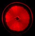 Red Orange 4-7-2016.jpg