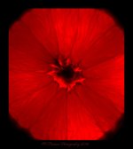 Red Orange Close Up 4-7-2016.jpg