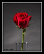 W_Rose.jpg