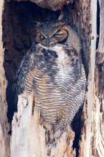 Twin Owls-110.jpg