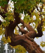 Tree.jpg