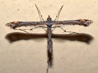 Moth.jpg