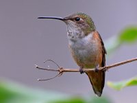 Hummer14.jpg