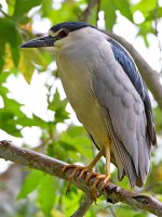 BlackHeron2.jpg