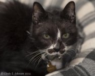 206359d1460229735-hark-2016-a-stache.jpg