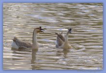 Two Geese in Choppy Water 4-9-2016.jpg
