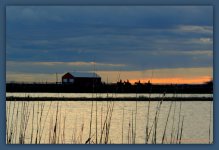Horses at Sunset 4-9-2016.jpg