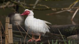Muscovy duck.jpg