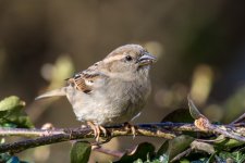 DSC_8410.jpg