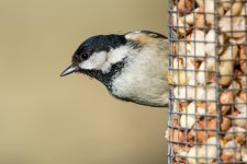 DSC_8385.jpg