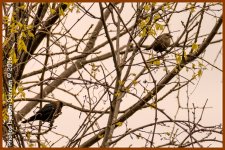 birds-4749-Edit.jpg birds-4749-Edit.jpg