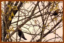 birds-4745-Edit.jpg birds-4745-Edit.jpg