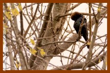 birds-4779-Edit.jpg birds-4779-Edit.jpg