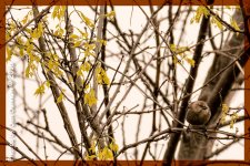 birds-4785-Edit.jpg birds-4785-Edit.jpg
