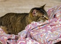 09 April 2016 - Presenting Bonsai Puss.jpg