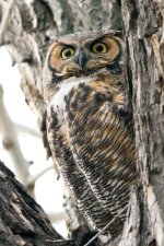 Twin Owls-112.jpg
