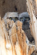 Twin Owls-111.jpg