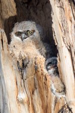Twin Owls-113.jpg