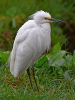 Egret2.jpg