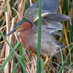 GreenHeron7.jpg