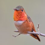 Hummer4.jpg
