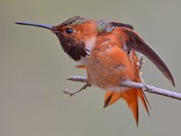 Hummer17.jpg