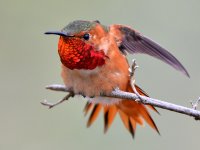 Hummer12.jpg