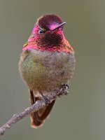 Hummer28.jpg