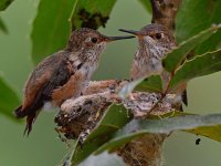 Hummer40.jpg