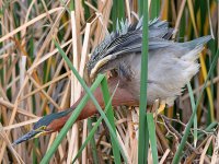GreenHeron9.jpg