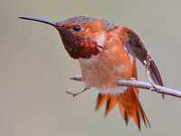 Hummer5.jpg