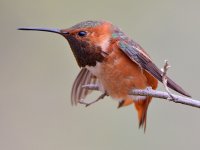 Hummer6.jpg