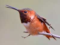 Hummer7.jpg