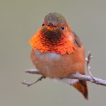 Hummer16.jpg
