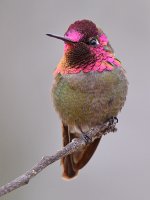 Hummer25.jpg