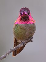 Hummer21.jpg