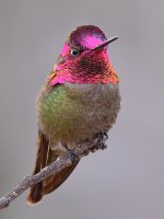 Hummer24.jpg