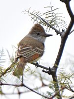 FlyCatcher.jpg