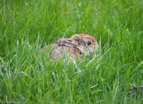 Easter Bunny-3.jpg