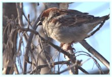 sparrow DSC_9787 -1.jpg