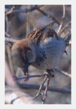 sparrow DSC_9837 -1.jpg