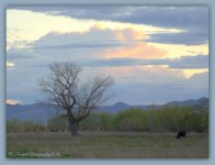 Single Tree at Sunset 4-10-2016.jpg