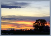 Willow Tree at Sunset 4-10-2016.jpg