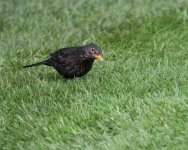 Blackbird 1.jpg