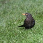 Blackbird 2.jpg